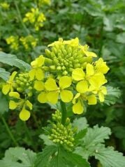 Yerli Doğal Sarı Hardal Tohumu 1000 Adet Tohum