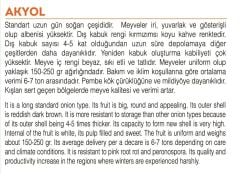 Yerli Doğal Sarı Soğan Tohumu 1000 Adet Tohum