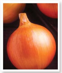 Yerli Doğal Sarı Soğan Tohumu 1000 Adet Tohum