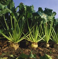 Yerli Doğal Şeker Pancarı Tohumu 100 Adet Tohum