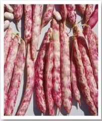 Yerli Doğal Sırık Barbunya 30 Adet Tohum