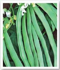 Yerli Doğal Sırık Fasulye 50 Adet Tohum