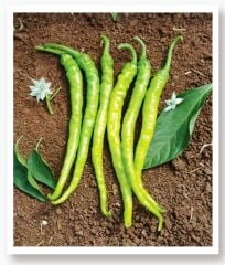 Yerli Doğal Sivri Biber Acı Ilıca 100 Adet Tohum