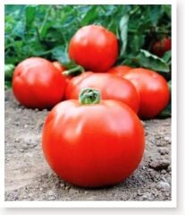Yerli Doğal Sofralık Domates 100 Adet Tohum