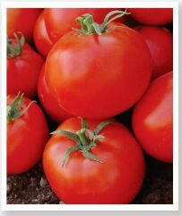 Yerli Doğal Sofralık SC-2121 Domates 100 Adet Tohum