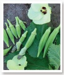 Yerli Doğal Sultani Bamya 100 Adet Tohum