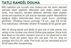 Yerli Doğal Tatlı Kandil Dolma Biberi 100 Adet Tohum