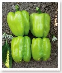 Yerli Doğal Tatlı Kandil Dolma Biberi 100 Adet Tohum