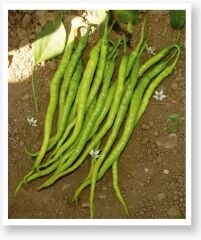 Yerli Doğal Tatlı Kıl Sivri Biber 100 Adet Tohum