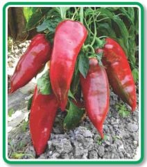 Yerli Doğal Tatlı Pala Yağlık Köz Biber 100 Adet Tohum