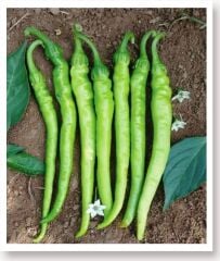 Yerli Doğal Tatlı Sivri Çetinel Biber 100 Adet Tohum