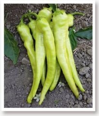 Yerli Doğal Tatlı Sivri Biber Yalova Çarliston 100 Adet Tohum