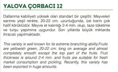 Yerli Doğal Tatlı Sivri Biber Yalova Çorbacı 100 Adet Tohum