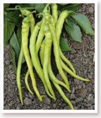 Yerli Doğal Tatlı Sivri Biber Yalova Çorbacı 100 Adet Tohum