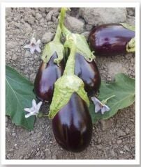 Yerli Doğal Topak Patlıcan Adana 100 Adet Tohum