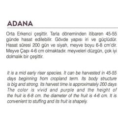 Yerli Doğal Topak Patlıcan Adana 100 Adet Tohum