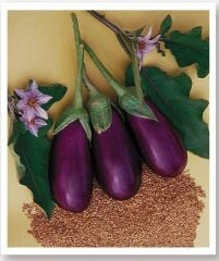 Yerli Doğal Topak Patlıcan Antep 100 Adet Tohum