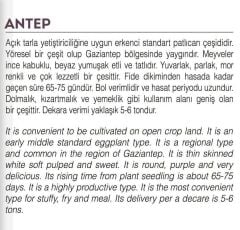 Yerli Doğal Topak Patlıcan Antep 100 Adet Tohum