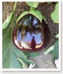 Yerli Doğal Topak Patlıcan Tohumu 100 Adet Tohum