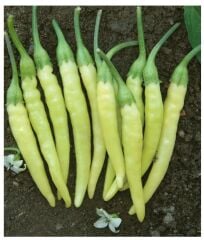 Yerli Doğal Turşuluk Acı Biber 100 Adet Tohum