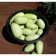 Yerli Doğal Urfa Kabak Tohumu 20 Adet Tohum