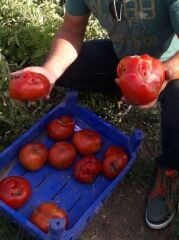 Yerli Doğal Yöresel İri Nergele Domatesi 100 Adet Tohum