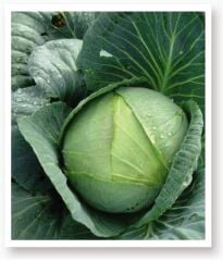 Yerli Doğal Yalova Beyaz Lahana Tohumu 100 Adet Tohum