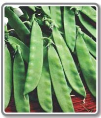 Yerli Doğal Yaprak Bezelye 50 Adet Tohum