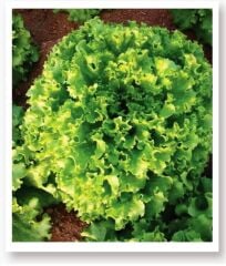 Yerli Doğal Yazlık Marul Tohumu Füsun 1000 Adet Tohum