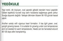 Yerli Doğal Yedikule Marul Tohumu 1000 Adet Tohum