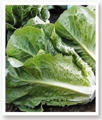 Yerli Doğal Yedikule Marul Tohumu 1000 Adet Tohum