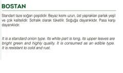 Yerli Doğal Yeşil Soğan Tohumu 1000 Adet Tohum