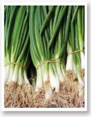 Yerli Doğal Yeşil Soğan Tohumu 1000 Adet Tohum