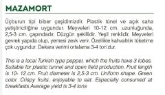 Yerli Doğal Yeşil Tatlı Biber Mazamort 100 Adet Tohum