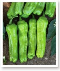 Yerli Doğal Yeşil Tatlı Biber Mazamort 100 Adet Tohum