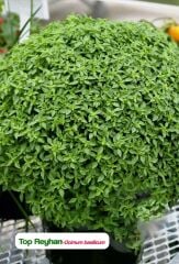 Yerli Doğal Yeşil Top Reyhan Top Fesleğen Tohumu 100 Adet Tohum