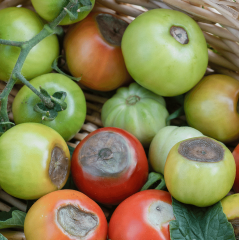 Calsidal 14 Kalsiyum ve Bor içerikli Organik Şelatlı pH Düzenleyici 1 Litre