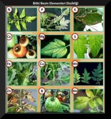 CombiDal Organik Şelatlı Mikro Besin Elementi içerikli pH Düzenleyici 1 Litre