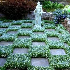 Dichondra Fare Kulağı Çiçeği Çim Tohumu 1 KG Tohum