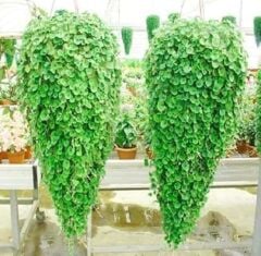 Dichondra Fare Kulağı Çiçeği Çim Tohumu 1 KG Tohum