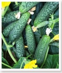 Asil F1 Hybrit Salatalık Kornişon Hıyar Tohumu 100 Adet