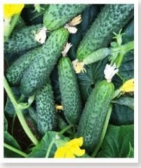 Asil F1 Hybrit Salatalık Kornişon Hıyar Tohumu 100 Adet