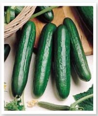 Beith Alpha Salatalık Hibrit Hıyar Tohumu 30 Adet