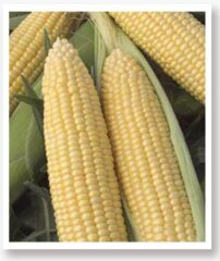 Fulya F1 Hibrit Tatlı Mısır Tohumu 10 Gr Bardakta Mısır Tohumu