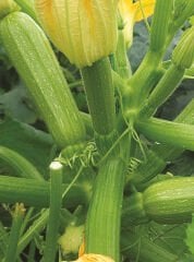 Hybrit Dolma Kabak Tohumu 10 Adet