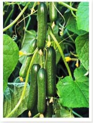 Pugar-F1 Hibrit Asma Hıyar Tohumu 10 Adet