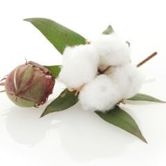 Pamuk Süs Pamuğu Tohumu 50 Adet Tohum