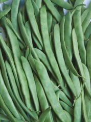 Gina Tipi Oturak Yeşil Fasulye Tohumu Derya 2.5 Kg