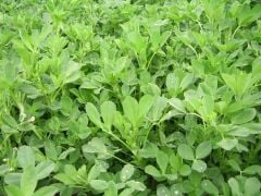 Kayseri Tipi Yüksek Boylu Çıplak Yonca Tohumu 1 KG